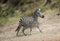 Running zebra during the great migration. Kenya