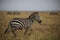 Running zebra in Serengeti national reservation area