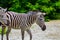 The running zebras in the Kyiv zoo in Ukraine