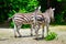 The running zebras in the Kyiv zoo in Ukraine