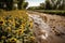 runoff from field of sunflowers leads to polluted river