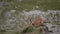 Rupicapra rupicapra in the wild. Group of black goats grazing on the mountain in the evening