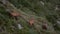 Rupicapra rupicapra in the wild. Group of black goats grazing on the mountain in the evening