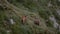 Rupicapra rupicapra in the wild. Group of black goats grazing on the mountain in the evening