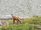Rupicapra - Wild Goat High in Pirin Mountain