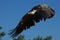 Ruppel\'s Griffon Vulture in flight