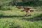 Ruppell griffon vulture glides towards grass clearing