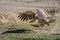 Ruppell griffon vulture spreads wings to land