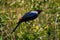 Ruppell long-tailed starling crouches on leafy bush