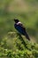 Ruppell long-tailed starling perched on thorny branch