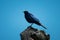 Ruppell long-tailed starling perched on tree stump