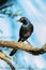 Ruppell long-tailed starling turns head on branch