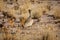 Ruppell`s Bustard in Etosha National Park, Namibia
