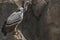 Ruppell& x27;s Griffon Vulture