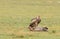 Ruppell`s Griffon Vulture