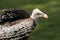 Ruppell`s griffon vulture Gyps rueppellii