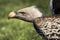 Ruppell`s griffon vulture Gyps rueppellii