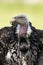 Ruppell`s griffon vulture Gyps rueppellii