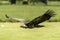 Ruppell`s griffon vulture Gyps rueppellii flying