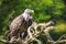 Ruppell`s griffon vulture Gyps rueppellii perched closeup portra