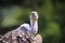 Ruppell`s griffon vulture Gyps rueppellii perched closeup portra