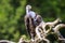 Ruppell`s griffon vulture Gyps rueppellii perched closeup portra