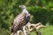 Ruppell\'s griffon vulture Gyps rueppellii perched closeup portra