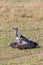 Ruppell\'s Griffon Vulture in the Masai Mara