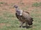 Ruppell\\\'s Griffon vulture standing alert on ground in the wild savannah of buffalo springs national reserve, kenya