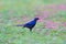 Ruppell's Starling