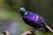 Ruppell`s starling, Lamprotornis purpuroptera, also known as Rueppell`s glossy-starling