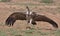 ruppell\\\'s vulture lands on the ground to feed off carrion in the wild savannah of buffalo springs national reserve, kenya