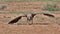 ruppell\\\'s vulture walking on ground with wings spread out in the wild savannah of buffalo springs national reserve, kenya