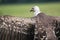 Ruppell vulture