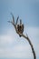 Ruppell vulture eyes camera from dead branch