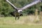 Ruppells Griffon vulture flying head on. Close up of African scavenger bird in flight.