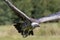 Ruppells Griffon vulture Gyps rueppelli flying. African endang