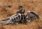 Ruppells Griffon Vultures feeding the zebra carcass