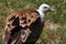 Ruppells Vulture