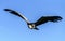 Ruppells Vulture flying