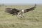 A Ruppells Vulture landing, Tanzania