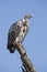 A Ruppells Vulture perched on a branch, Tanzania