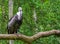 Ruppells vulture sitting on a branch and looking in the camera, critically endangered scavenger bird specie from Africa