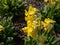 Ruprecht\\\'s Primula, Primula elatior or Caucasus Oxlip (Primula ruprechtii) flowering with nodding, yellow flowers