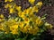 Ruprecht\\\'s Primula, Primula elatior or Caucasus Oxlip (Primula ruprechtii) flowering with soft yellow flowers