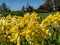 Ruprecht\\\'s Primula, Primula elatior or Caucasus Oxlip (Primula ruprechtii) flowering with yellow flowers