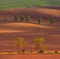 Rural abstract landscape with chestnut alley in South Moravia, Czech Republic