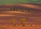 Rural abstract landscape with chestnut alley in South Moravia, Czech Republic