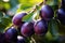 Rural Abundance: Lush Plum Branches Thrive in Sunlit Farm Landscape - Embrace the rustic charm as the bountiful plum branches