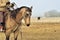 Rural Activity: Cow pony and roper in large pasture